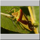 Acanthosoma haemorrhoidale - Wipfelwanze 01b.jpg